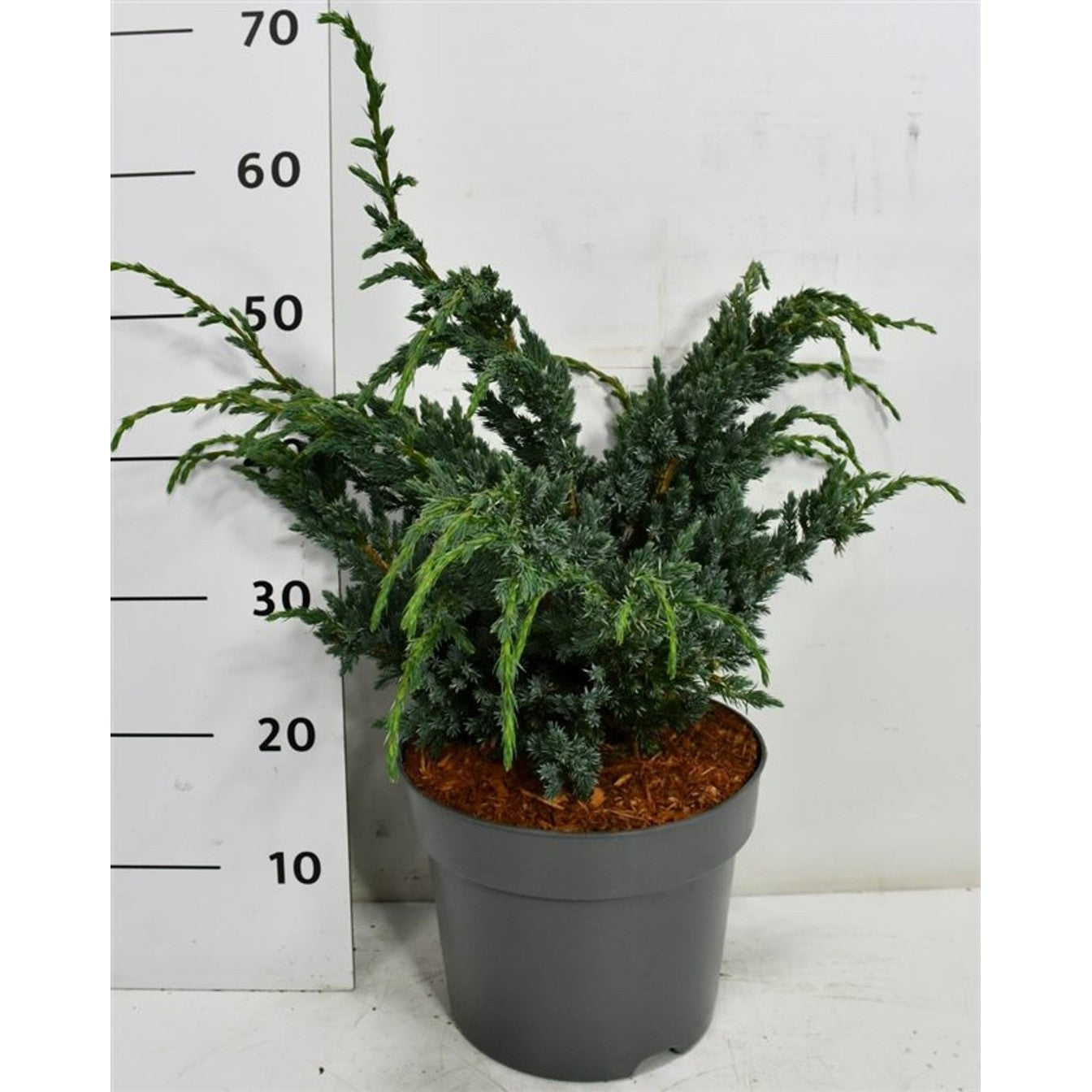 Himalaya-en – Juniperus squamata 'Meyeri' - C7.5 40-50 cm.